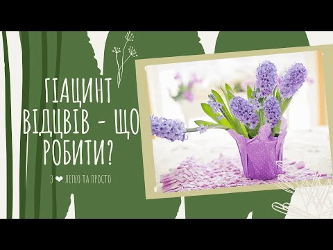 Видео: ГИАЦИНТ отцвел - что делать? ГИАЦИНТ после ЦВЕТЕНИЯ