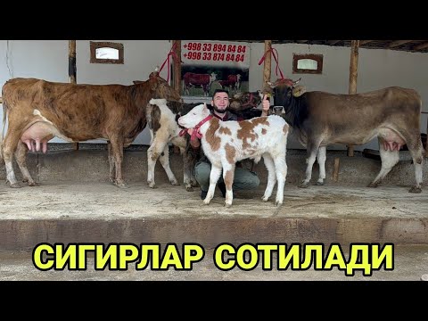 Видео: ШОМИРОДНИ БОЗОРИДА БОЛЛАРИ СИММЕНТАЛ НОВВОС ШВЕД ТАРГИЛ ОЛА СИГИРЛАР СОТИЛАДИ SIGIR 30 октября 2024