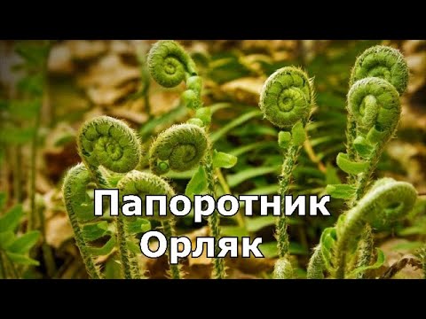 Видео: Папоротник орляк/Сбор папоротника