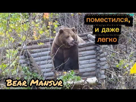 Видео: Мансур заглянул в старую избушку 🐻Mansur peered into the old hut_29/10/25