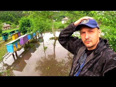 Видео: Поплила пасіка