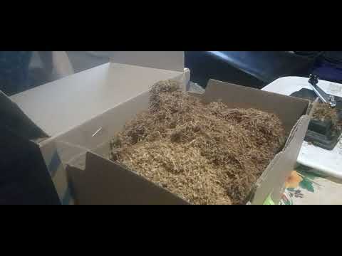 Видео: табак и стоит ли выращивать табак?