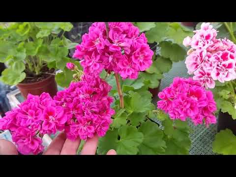 Видео: Пеларгонии 13 мая 2024 г.