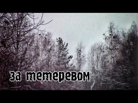 Видео: Охота на тетерева с подхода/взял тетерку/ сайга МК 30 исполнение/ 7.62*39