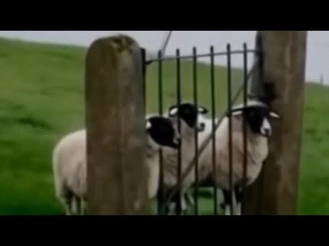 Видео: Вернёмся к нашим баранам.