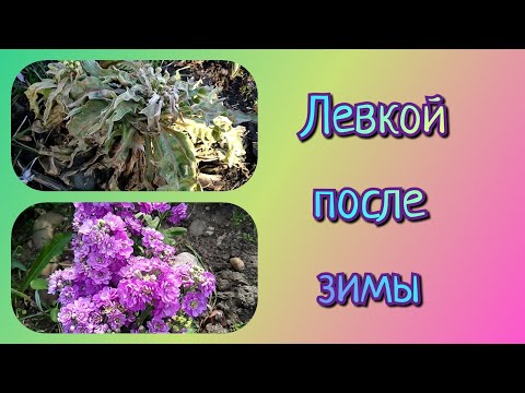 Видео: Левкой после зимы.