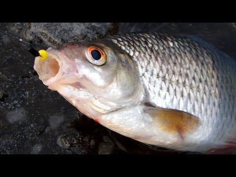 Видео: Рабочая безнасадка, открытие сезона