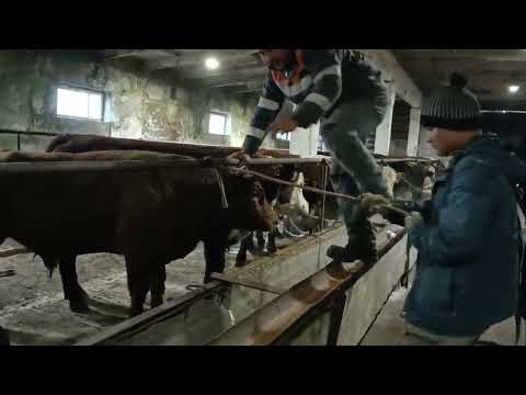 Видео: Бұқаны қалай байлаймыз