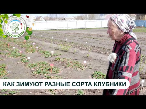Видео: Как зимуют разные сорта клубники. Уход за клубникой весной.