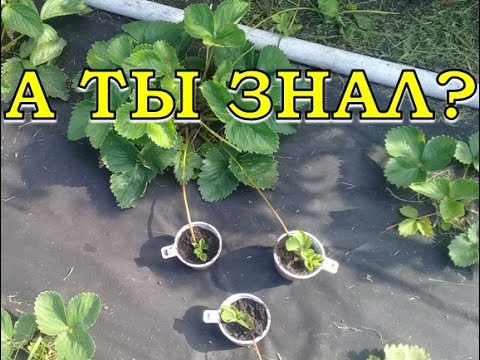 Видео: Как размножить КЛУБНИКУ усами?