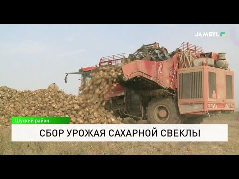 Видео: Сбор урожая сахарной свеклы