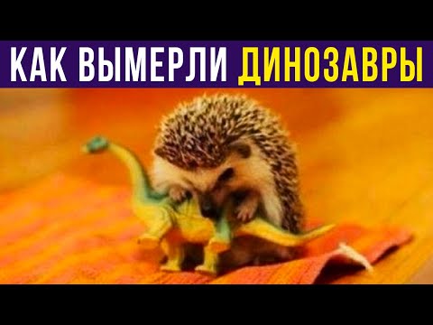 Видео: Приколы с животными. КАК ВЫМЕРЛИ ДИНОЗАВРЫ | Мемозг #430
