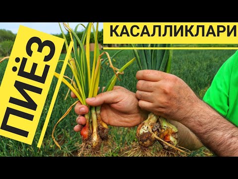 Видео: Пиёз касалликлари хақида агромаслахатлар