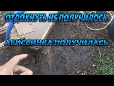 Видео: Абиссинка в Раменском