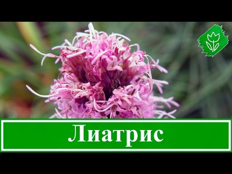 Видео: 🌸 Цветок лиатрис – посадка и уход в открытом грунте, выращивание лиатриса колоскового