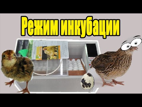 Видео: Инкубация перепелиных яиц  Режим инкубации перепелов Деревенская жизнь