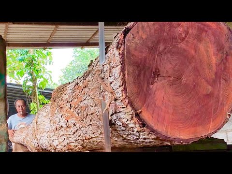 Видео: Большой секрет, который кроется в огромном лесу, полном красоты, на лесопилке