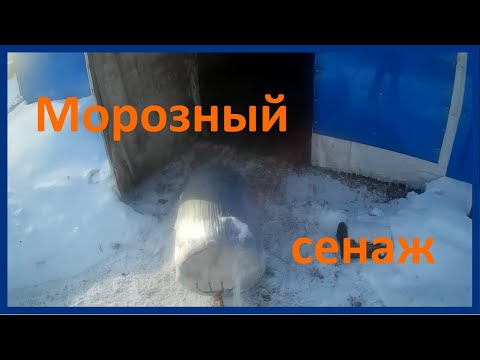 Видео: Раздаю сенаж с мини рулона.