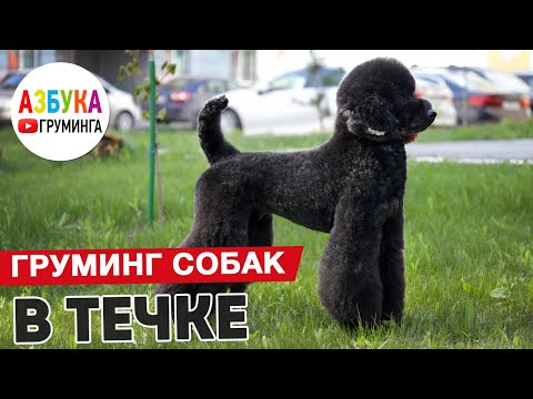 Видео: Вести ли на груминг собаку, если началась течка?