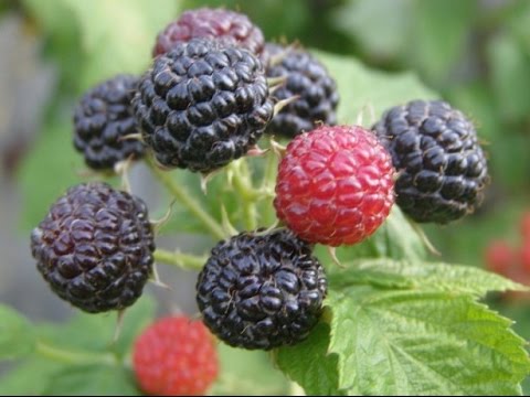 Видео: Малина Кумберленд - мое впечатление (2 год выращивания)