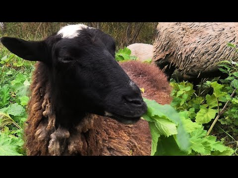 Видео: Борщевик, овцы и глобальное потепление.