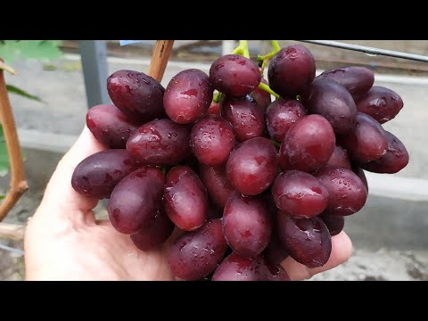 Видео: ПЛОМБИР и другие вкусняшки!!!