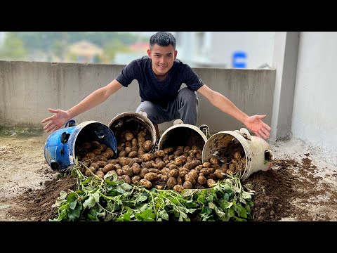 Видео: Перестаньте покупать картофель! Этот метод выращивания дает в 10 раз больше урожая!