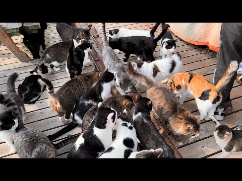Видео: Четыре острова, которые стоит посетить в Японии🐈