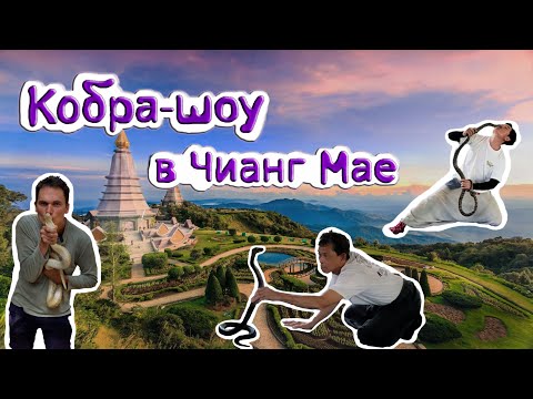 Видео: 4K: Умопомрачительное шоу кобр в Чиангмае (Таиланд).