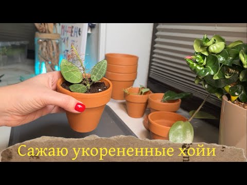 Видео: Укоренение и посадка хойи #хойи #укоренениечеренков #зимнийсад