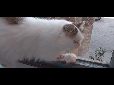 Видео: УТРО РАННЕЕ🌅💞!КОТЯТА НАКУШАЛИСЬ🍗🌳🐱!"КОШКИ НА БАЛКОШКЕ!😍😺