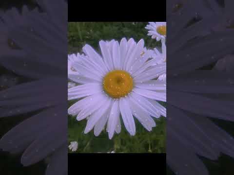 Видео: улучшаем твою жизнь к июлю 🌿 опять не под звук простите🌸🌸 #эстетика #квадробика  #танцы 🍄🌈