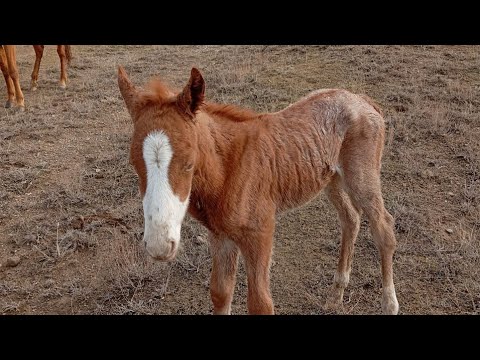 Видео: #ЖЫЛҚЫ МАЛ ТӨРЕСІ