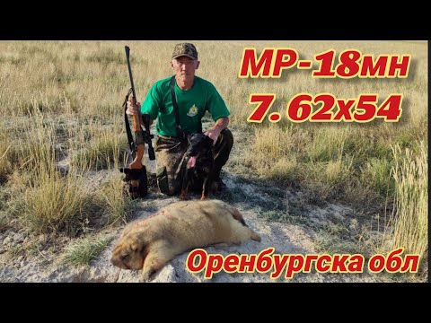 Видео: Открытие сезона по сурку байбаку в Оренбургской областиGroundhog hunting