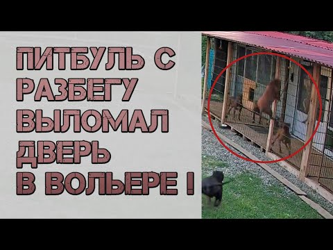 Видео: ЧП  !!!  ПИТБУЛЬ с невероятной силой, на огромной скорости, выбил дверь в вольере !!! Полет Дракона.