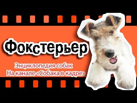 Видео: Фокстерьер (Большие терьеры). Энциклопедия собак.