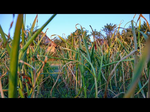 Видео: Коли копати часник на Поліссі?