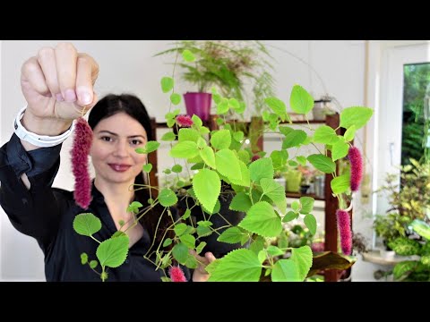Видео: 10 Опасных растений в моем доме  - Ядовитые комнатные цветы ☣