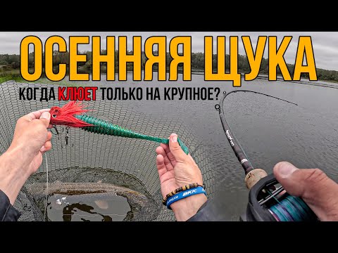 Видео: При какой температуре воды ЛУЧШЕ ловить на КРУПНЫЕ ПРИМАНКИ? Осенняя рыбалка на щуку в Оке