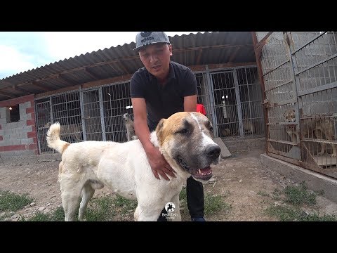 Видео: Кыргыз Дөбөтөрү менен Алабайларды багыш оңой эмес