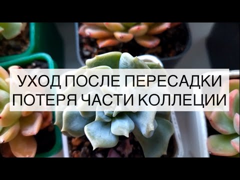 Видео: Уход за суккулентом после посадки. Про потерю части коллекции