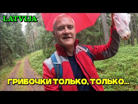 Видео: ИЩЕМ ГРИБЫ! - 24.07.2023 / ЛЕС в ЛАТВИИ / лисички начинают расти / Спокойное море #25