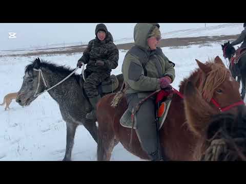 Видео: Продал жеребца, поехали на охоту на зайца.      #айгыр #жылкы #лошади #коневодство #кони #интересно