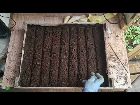 Видео: Рассада на продажу. Посев капусты в ящики без дальнейшей пикировки.