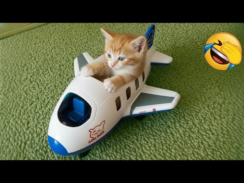 Видео: Попробуй не засмеяться 😅 Лучшие Смешные Собаки и Кошки 😹🐶 Часть 9