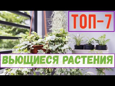 Видео: Самые популярные вьющиеся комнатные растения