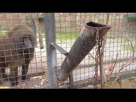 Видео: Рокки заелся) Парк львов Тайган ❤️ 
