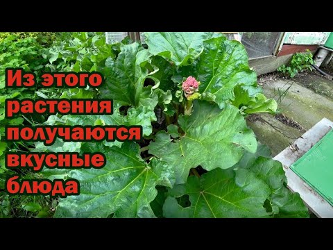 Видео: Три-четыре куста обеспечат вас вкуснейшими пирогами на всю зиму