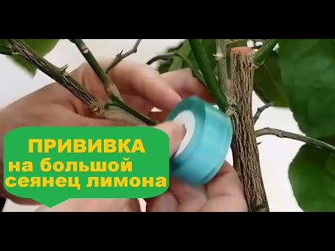 Видео: Выполняю серию прививок на крупный сеянец лимона
