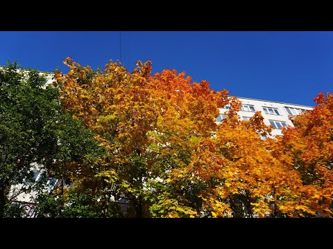 Видео: грустная осень